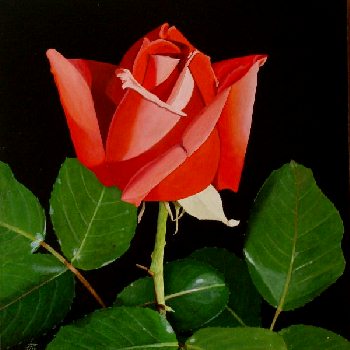 Rosa Roja